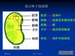 种子文件和种子链接是什么意思？