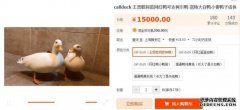 One Sikon购买的鸭子可爱又可爱吗？冷鸭是什么钱