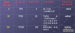 完整的RNA聚合酶识别启动子的位置是