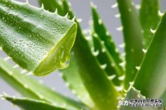 如何保存芦荟根