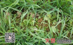 四氯化二甲基有什么作用？