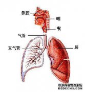 为什么肺受损？
