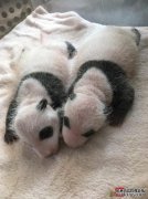 为什么大熊猫难以生存？